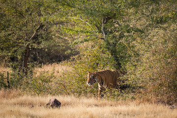 Obraz na płótnie Canvas A wild tiger from ranthambore national park, India