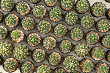 Home and garden decoration with cactus.