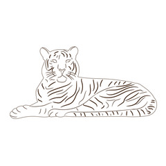 Fototapeta na wymiar sketch of a tiger, on white background