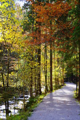 Bergwald in Herbstfarben