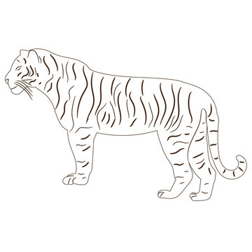 vector isolated sketch of a tiger, it is worth