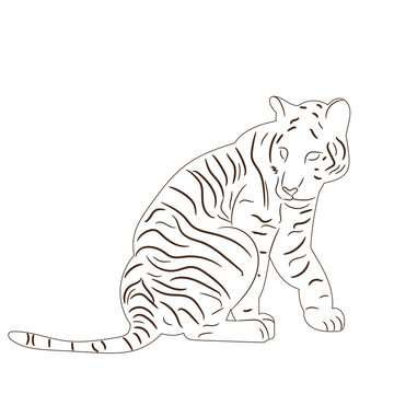  sketch of tiger, predator
