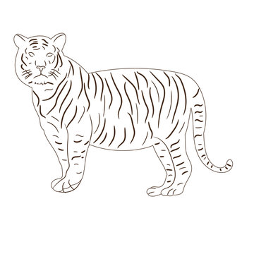 isolated sketch of a tiger, on white background
