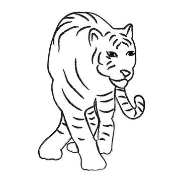 vector isolated sketch of tiger, predator
