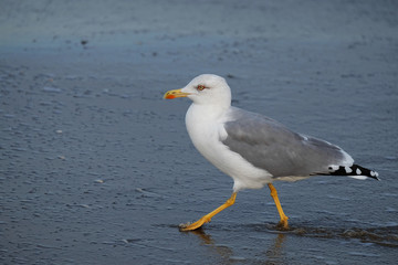 Möwe