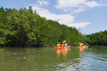 Fototapeta na wymiar Tourists are paddling kayak in rivers and mangrove forests.