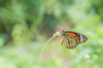 Fototapeta na wymiar butterfly fly in nature. green blurred background
