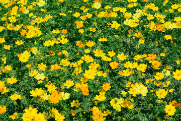 Obraz premium Mexican Diasy, Cosmos