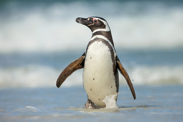 Fototapeta premium Magellanic penguin walking on a coast on a windy day, Falkland Islands.