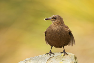 Blackish cinclodes (Cinclodes antarcticus) perching on a stone, Falkland Islands.