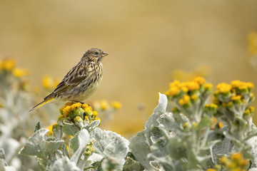 Falkland pipit perching on yellow flowers, Falkland Islands.