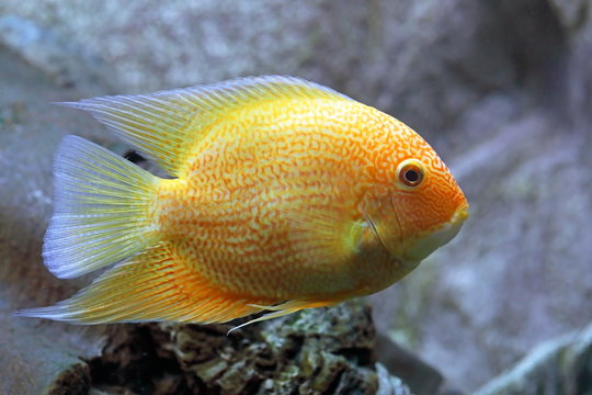 Heros efasciatus. Colorful Severum Cichlid close up in water