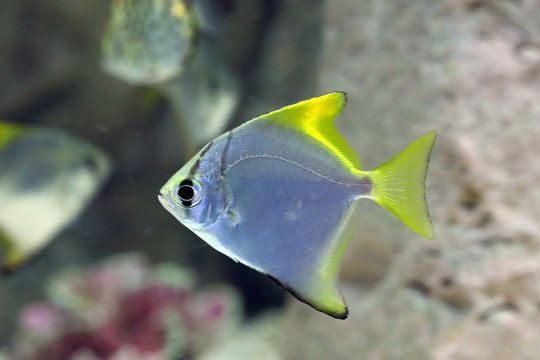 Monodactylus argenteus. Silver colorful fish-swallow floats in the aquarium