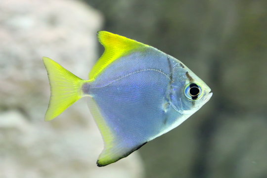 Monodactylus argenteus. Silver colorful fish-sign in the aquarium