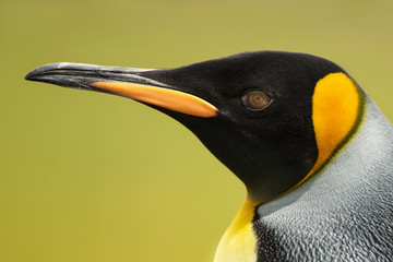 Close up of a king penguin against green background, Falkland Islands.