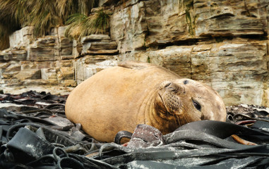 Close up of a Southern elephant seal lying in the seaweeds, Falkland Islands.