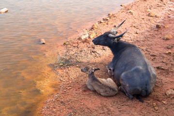 Water Buffalos (Mother and Child) , Thailand.