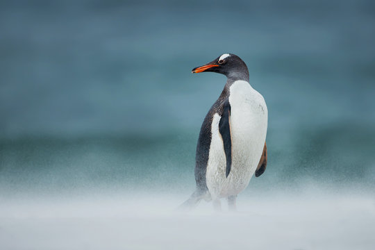 Gentoo penguin walking on a coast on a windy day, Falkland Islands.