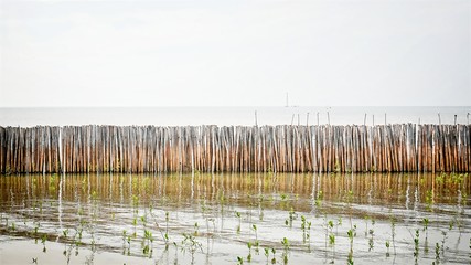 Natural Bamboo Fence along Seashore for Mangrove Forest Protection