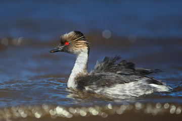 Close up of silvery grebe swimming in freshwater lake, Falkland Islands.