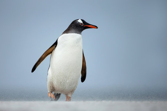 Gentoo penguin walking on a coast on a windy day, Falkland Islands.