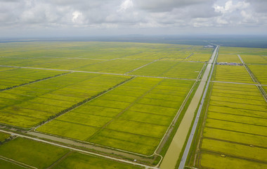 Aerial view scenery of  yellow paddy field.