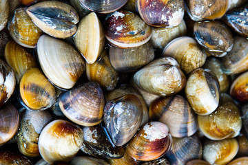 Enamel Venus Shells at the market, Thailand.