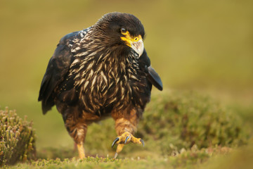 Close-up of Striated Caracara walking on the grass, Falkland Islands.