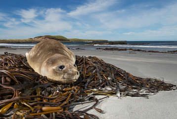 Young elephant seal on the beach, Falkland Islands.
