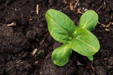 sprouting sunflower in early spring garden - selective focus, copy space