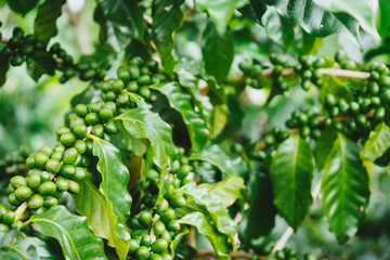 Green coffee cherry on the tree.