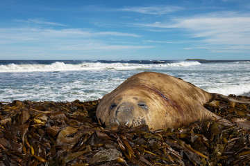 Adult injured Elephant seal lying on seaweeds on coastline, Falkland Islands.