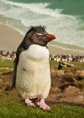 Close up of Southern rockhopper penguin standing on a steep hill, Falkland Islands.