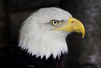 Obraz premium Bald Eagle against dark background. Portrait of a bald eagle (haliaeetus leucocephalus). American bald eagle is looking very proud. Symbol of freedom its bald eagle of the United States of America.