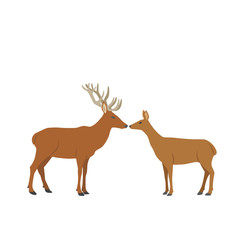 male and female roe-deers stand face to face on white background