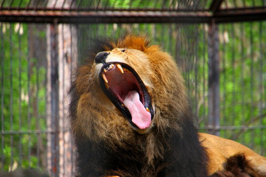 Close-up of a Lion roaring. Angry roaring or yawing lion. Portrait of a Majestic male lion roaring. Wild african male lion roaring and showing dangerous teeth.