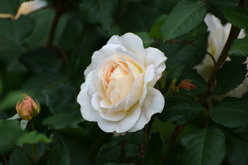 Flower of cream rose in the summer garden. English Rose Crocus Rose of David Austin.