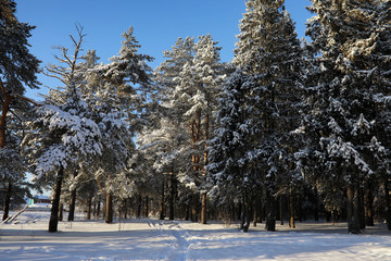 pine forest after a heavy snow storm on sunny winter day