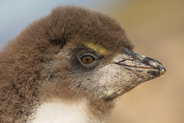 Close up of a juvenile southern rockhopper penguin, Falkland Islands.