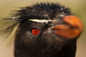 Close up of southern rockhopper penguin, Falkland Islands.