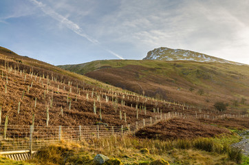 Young planted trees on the path to Helvellyn in the English lake District