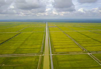 Aerial view scenery of  yellow paddy field.