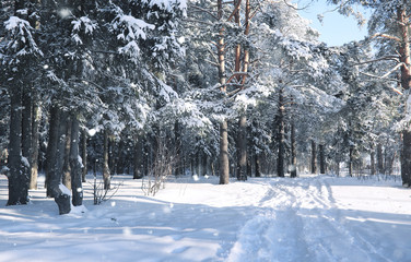 magic pine forest in winter season in snow