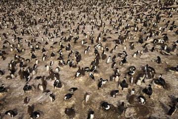 Colony of rockhopper penguins and imperial shags, Falkland Islands.