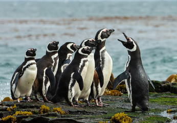 Un groupe de manchots de Magellan se rassemble sur une côte rocheuse des îles Falkland.