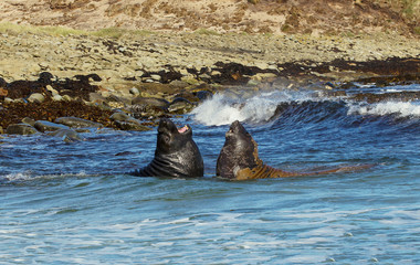 Southern elephant seals fighting in the ocean, Falkland Islands.