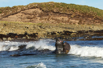 Southern elephant seals fighting in the ocean, Falkland Islands.
