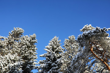 pine forest after a heavy snow storm on sunny winter day