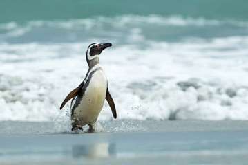 Magellanic penguin coming ashore in Falkland Islands, Falkland Islands.