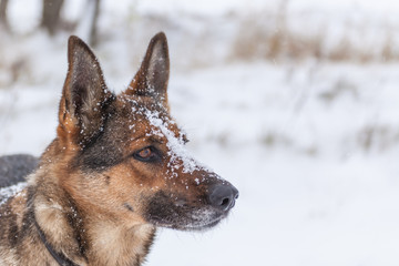 Deutscher Schäferhund